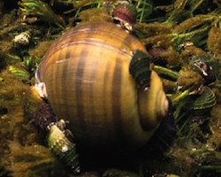Pomacea paludosa - Florida apple snail