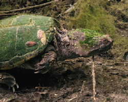 Macrochelys spp. - Alligator snapping turtle