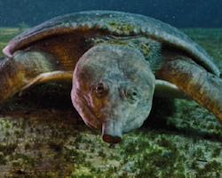 Apalone ferox - Florida softshell turtle