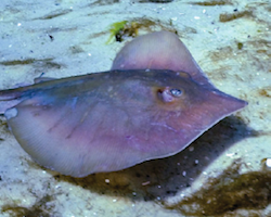 Dasyatis sabina - Atlantic stingray