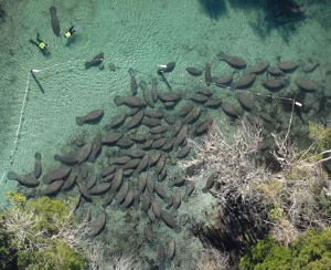 Over 300 manatees cause closure of Florida springs