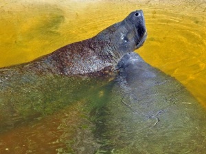 Feds to reclassify manatees from 'endangered' to 'threatened'