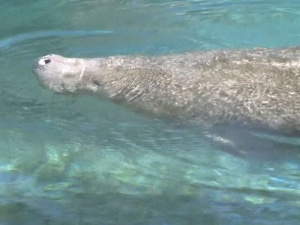 Feds look to expand crack down on swimming with manatees