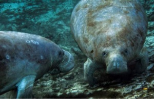 Save the Manatee? Not if It Interferes With the Climate Agenda