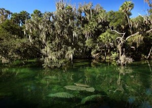 Florida Springs Council again pushes for stricter water bill