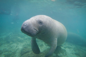 Manatee Deaths In 2018 Approach All-Time High