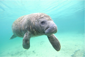 New treatment being developed for manatees poisoned by red tide