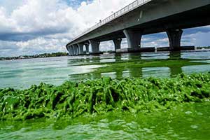 Florida's algae problem stems from Lake Okeechobee pollution