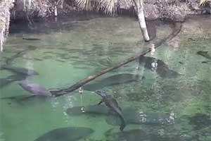 Alligator swims peacefully with manatees at Blue Spring