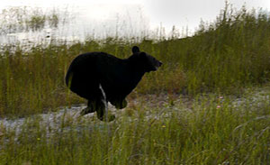 No clear reason for open season on Florida black bear