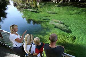 Manatees making annual migration to warmer waters