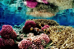 Coral Reefs of Florida to Disappear by 2030 Due to Climate Change