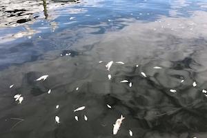 Red tide reported moving into area