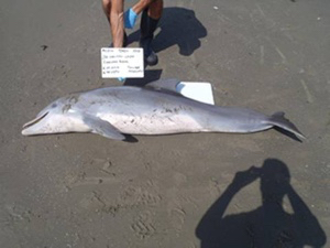 BP oil spill linked to Gulf dolphin die-off, study says