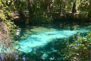 Juniper Springs and the National Forest