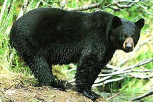 Beth Kassab: State laying groundwork for another bear hunt