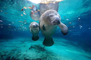 In Winter Florida Really Loves Its Manatees