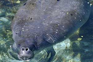 Pregnant manatee to be moved Tuesday