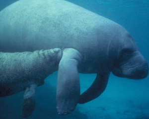 14 Fun Facts About Manatees