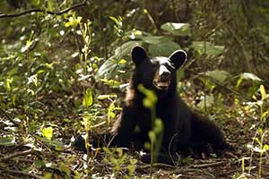 State wildlife officials put one-year pause on bear hunting