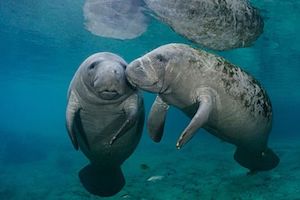 Pensacola, look out for manatees affected by toxic red tide algae