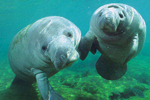Look out for Manatees when you are fishing