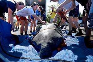 Mom and daughter manatees returned to Florida waters