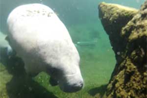 Revival in the number of manatees in St. Johns River