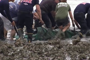 First responders rescue manatee stranded in St. Augustine