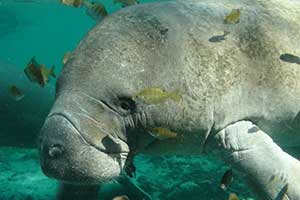 DNR provides information about migrating manatees