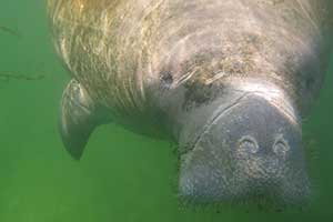 Manatee rescued from Leesburg returns after rehab