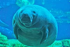 Floria Park Official Confronts Models and Photographers Harassing Manatees