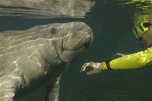 Even Manatees Need Their Space: Proposal to Restrict Public Contact