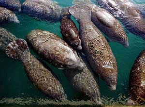 22,000+ comment on proposal to re-list manatees as threatened