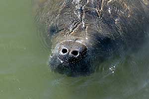 Manatee viewing center opens for the season on Sunday