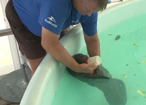 SeaWorld Taking Care Of Orphaned Manatee Calf