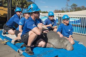 Rescued Manatee Swims to Freedom After 6-Month Rehab