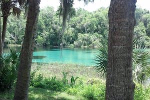 Explore the Rivers and Springs near Tampa, FL