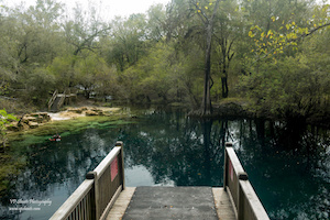 Royal Springs near Live Oak, Florida