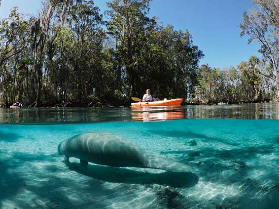 10 Springs in Florida For The Nature Lover to Visit
