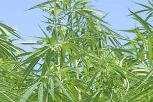 Could Hemp Secure the Heather of Florida's Water