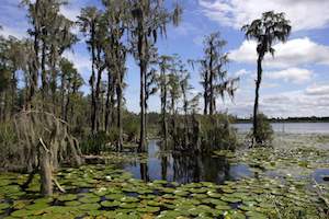 Trump wetlands rule rollback makes about 6 million acres in Florida unprotected