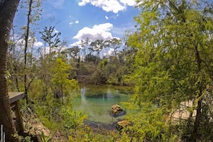 Springs of the Ecofina Creek