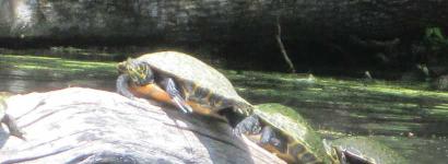 Turtles Sunbathing