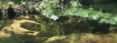 Little Wekiva River at Ginger Ale Springs