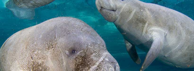 ManateePics | Just Passing By