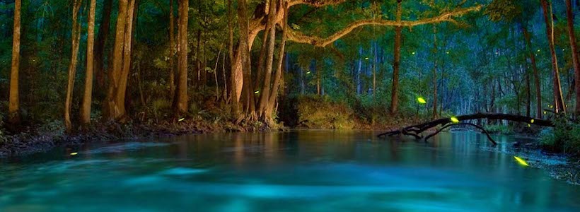 Florida Nature Photography | River of Dreams ? Fireflies on the Ichetucknee 