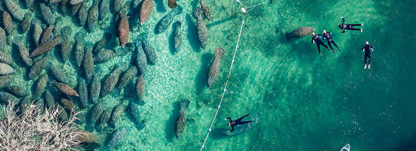 Florida Nature Photography | Manatees from above