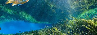 Rainbow Springs Underwater