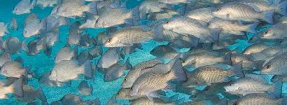A Cloud of Mangrove Snappers